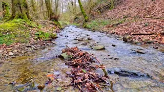 The murmur of a stream and the singing of birds. Relaxing sounds of nature for sleep and relaxation.