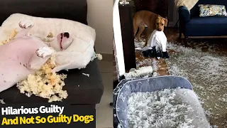 Best Guilty & Not So Guilty Dog Moments - Funny Dog Compilation