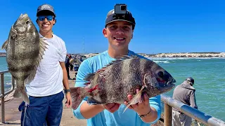 Sheepshead Fishing Packery Channel Jetty **SPAWNING**