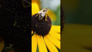 Por que a Abelha MORRE depois que PICA ?