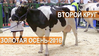 Показ молочного КРС голштинской породы.  Выставка  Золотая Осень-2016