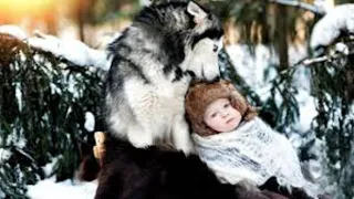 🐺Мать  тянула замерзшие руки к своему младенцу лёжа в снегу .СТАЯ ВОЛКОВ не дала им погибнуть.