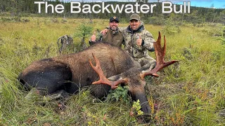 The Backwater Bull - A Western Newfoundland Moose Hunt ***Hit HD***