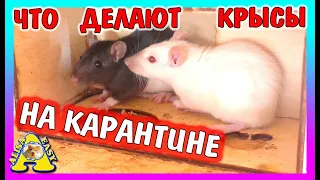 СМЕШНАЯ КРЫСА УМЫВАЕТСЯ И ЕСТ / ПРОГУЛКА КРЫСЫ Дарины без хомки / Alisa Easy Pets