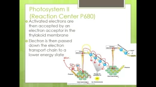 Light Dependent Reactions - Photosynthesis