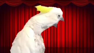 Opera singing parrot