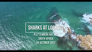 Great White Sharks Plettenberg bay 2022