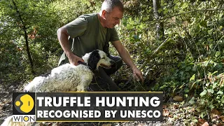 Truffle hunting on UNESCO's list of intangible cultural heritage list|World News|WION |English News