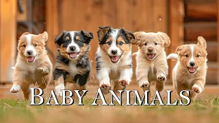 Baby Animals - Beautiful Soothing Sounds for Stress Relief, Clear the Mind of Negative Thoughts