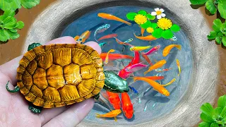 Catching Turtles in Tiny Lake, Lucky Find A Lot Of Beautiful Betta Fish Goldfish, Pick Colorful Eggs