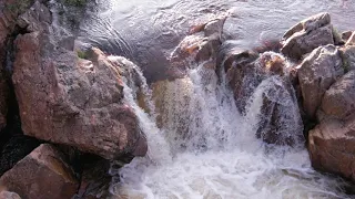 Salmon jumping in slow motion