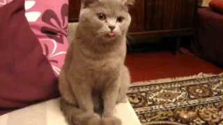 Прикол. Кошка показывает язык/It's funny. The cat shows the tongue.