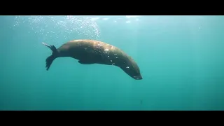 Diving /Underwater Nature/природа 4K/BEST 4K Clips/DEMO TEST/ULTRA HD/ [4K]