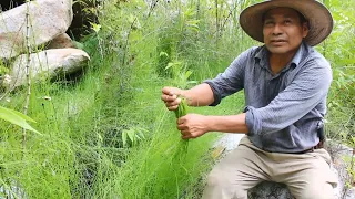 COLA DE CABALLO: ¿PARA QUÉ SIRVE? / PROPIEDADES MEDICINALES