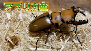 【世界のクワガタ】鮮やか！メンガタクワガタをゲット