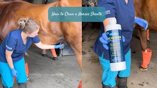 How to Clean a Horses Sheath