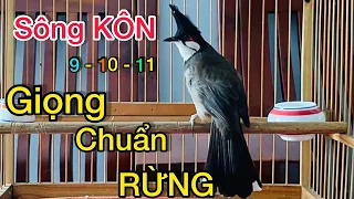 Chào mào SÔNG KÔN  Luyện Giọng Chào Mào Má Trắng Hót Cực Hay, Luyện Chào Mào Non Hót Giọng Sông KÔN