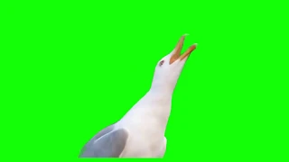 Laughing Seagull (Green Screen)