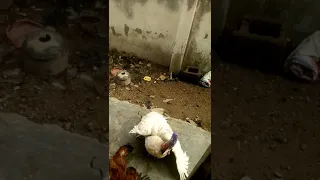 Turkey Vs Cock: Bloody Battle