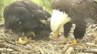 Decorah Eagles, Tug-o-Fish 5/19/19