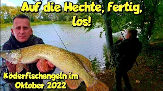 Erfolgreiches Angeln auf Raubfisch im Oktober 2022. Köderfisch fängt immer Hecht Zander und Co.