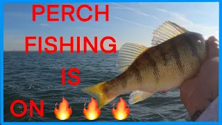 Jigging For Jumbo Perch (Fall Perch Fishing)