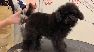 Amazing Toy Poodle Puppy Grooming: How To Groom A Black Poodle's Face | Puppy Groomy