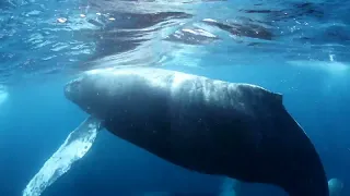 Гиганты морей и океанов,  самые "глубокие" ныряльщики, киты. Залив MAGDALENA BAY. "Гон сардин"