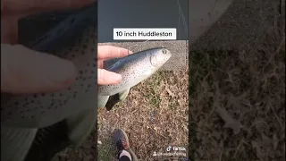 10 inch Huddleston