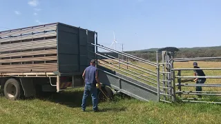 Loading Cattle