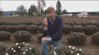 Marshmallow farming the fields of Puyallup - KING 5 Evening