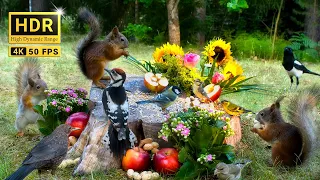 Hang Out with Summer Squirrels & Birds: 10 hours Nature Fun for Cats & Dogs & Humans Alike  (4K HDR)