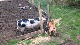 puppy bulldog playing with pigs