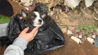 This Little Puppy Was Abandoned Inside A Garbage Bag CAN'T BREATHE. But Luckily We Found Her!