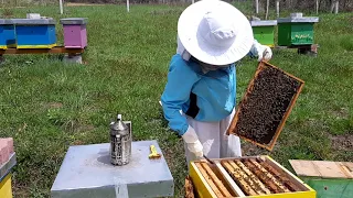 Dodavanje satnih osnova u prolećnom pregledu - Adding wax foundations in the spring inspection