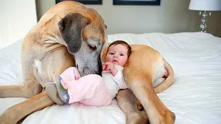 Cute Dogs Babysitting Babies Compilation!