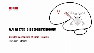 6.4 In vivo electrophysiology