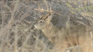 Chronic Wasting Disease increasing in Idaho deer and elk