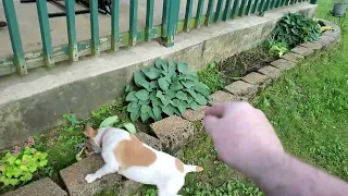 Jack Russell vs. Snake The Sequel