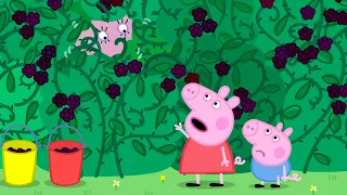 Le buisson de mûres | Peppa Pig Français Episodes Complets