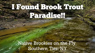 Brook Trout Paradise - Wild Native Trout on the Fly , Southern Tier NY