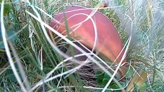 Білі Гриби 2019, Тихе полювання в Карпатах / White mushrooms 2019, Quiet hunting in the Carpathians