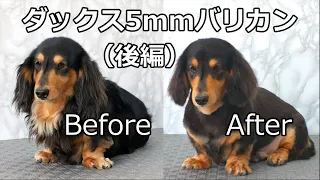 Dachshund fur removin  ダックスくん5mmバリカン（後編）