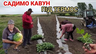 Посадка Кавуна під термос з поливом.