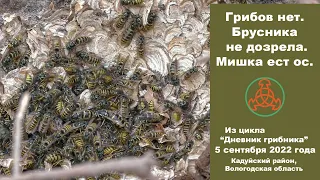 Грибов нет. Брусника не дозрела. Мишка ест ос. Дневник грибника. 5 сентября 2022 года.