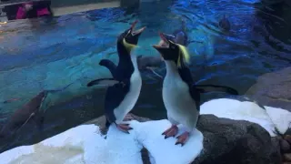 Hilarious Rockhopper penguins getting noisy!