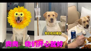 狗子：别把我当狗，我要和你们一样#拉布拉多犬 #拉布拉多 #神犬 #狗狗