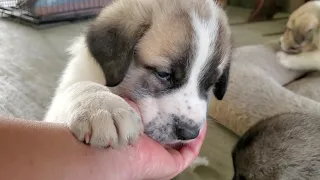 May 14, 2020 Anatolian Shepherd puppies