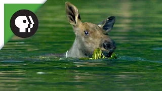 Adorable Baby Moose Learns to Swim