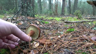 Listopadowe grzyby, większość to brzydule ale co tam, warto być w lesie :) Grzyby 2022